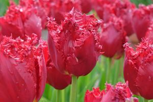 Tulip Fringed Versaci